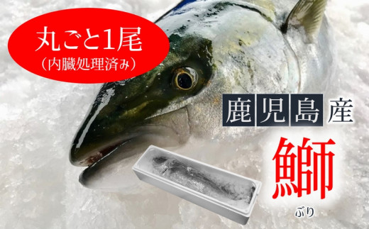 B2 4711 冷蔵ぶり１尾 内臓処理済み 5kg前後 鹿児島県垂水市 ふるさと納税 ふるさとチョイス