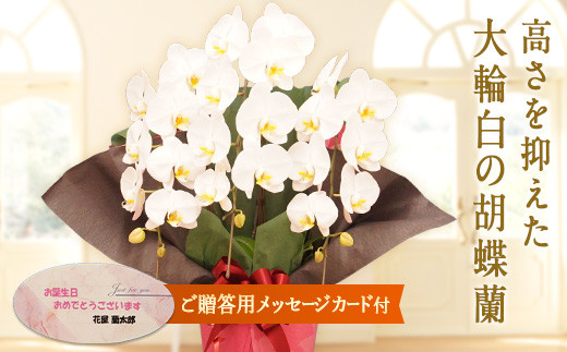 yQnxszvX Ӓ  3{ (bZ[WJ[ht)   傤 R`E vX  zCg LO j 蕨 Mtg bZ[WJ[h F20E-421