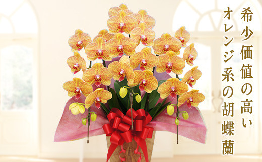 yQnxszVNIW Ӓ 3{ IWiӒ   傤 R`E IW LO j 蕨 Mtg F20E-251