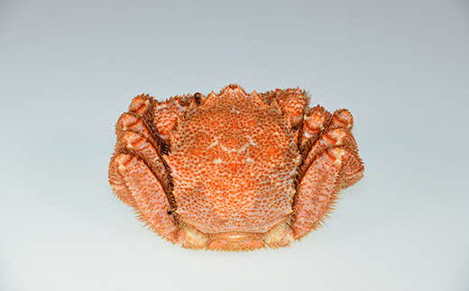 北海道猿払村産 毛ガニ 1尾 北海道猿払村 ふるさと納税 ふるさとチョイス 北海道猿払村産 毛ガニ 1尾 北海道猿払村 ふるさと納税 ふるさとチョイス