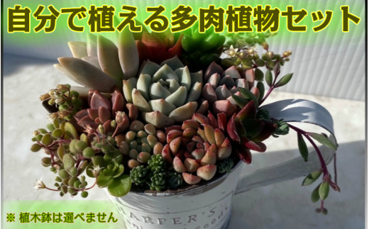 自分で植える多肉植物セット 大分県国東市 ふるさと納税 ふるさとチョイス