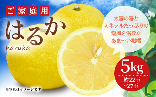 家庭用 はるか 約5kg 22玉 27玉 吉田レモニー みかん 柑橘 熊本県宇城市 ふるさと納税 ふるさとチョイス