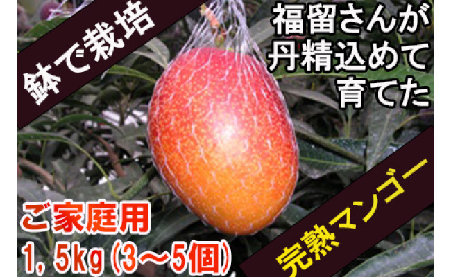 ご家庭用 鉢で栽培したおしゃれな完熟マンゴー 大崎産 鹿児島県大崎町 ふるさと納税 ふるさとチョイス