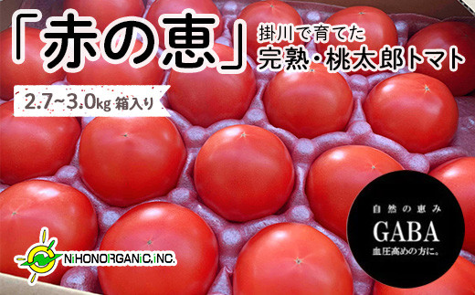 １７９ 美味しんぼに登場したトマト 桃太郎 １６ 25玉 ランク 特選 糖度９度以上 石山農園 ギフト箱入 完熟フルーツトマト 静岡県掛川市 ふるさと納税 ふるさとチョイス