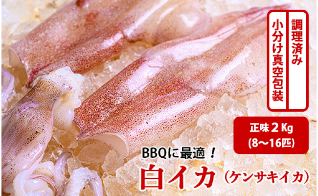 qに最適 白イカ ケンサキイカ 調理済み 正味2k入り 8 16匹 小分け真空包装 京都府京丹後市 ふるさと納税 ふるさとチョイス