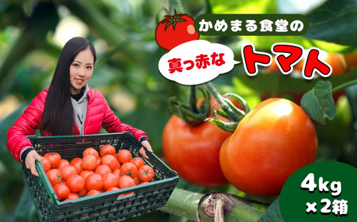 『かめまる食堂』真っ赤なトマト (4kg×2箱)
