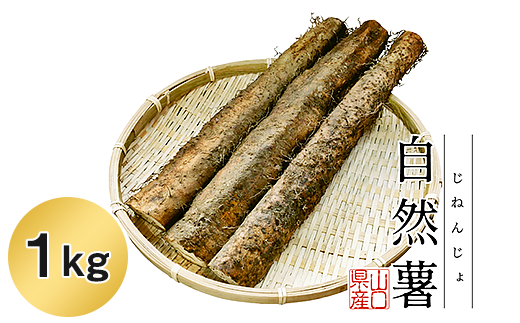 Agrimottoの「自然薯」１kg - 山口県岩国市｜ふるさとチョイス - ふるさと納税サイト