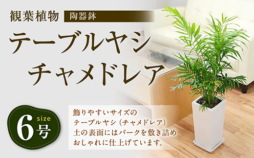 観葉植物 室内 日陰の人気商品 通販 価格比較 価格 Com