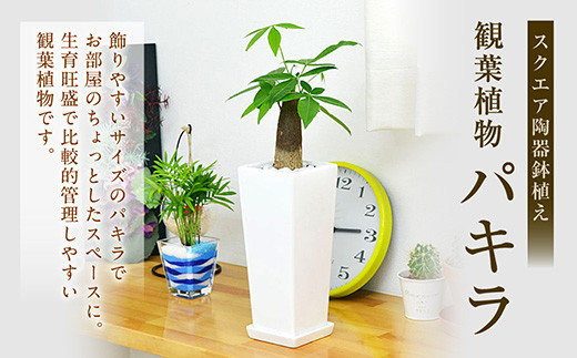 観葉植物 パキラ 陶器鉢植え インテリア 陶器鉢 卓上 角型【40pt