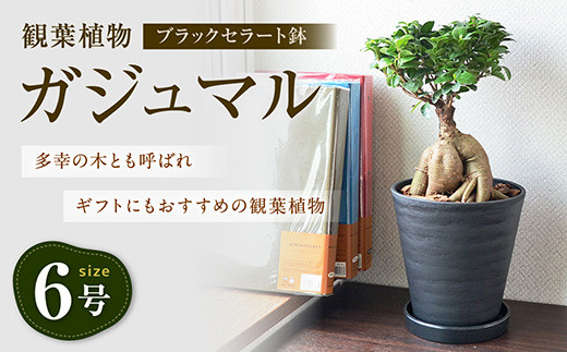 観葉植物 ガジュマル 多幸の木 6号 ブラックセラート 鉢 40pt 長崎県大村市 ふるさと納税 ふるさとチョイス