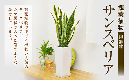 観葉植物 サンスベリア 陶器鉢植え 植物 インテリア 角型 40pt ポイントのみ 長崎県大村市 ふるさと納税 ふるさとチョイス