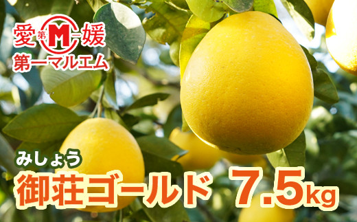 第一マルエムの御荘ゴールド 愛南町産の河内晩柑 7 5ｋｇ 愛媛県愛南町 ふるさと納税 ふるさとチョイス