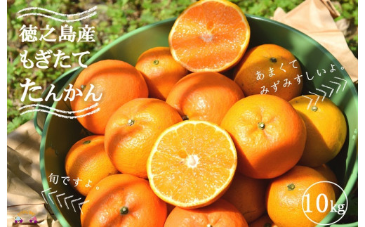 奄美大島たんかん　家庭用　12キロ 奄美大島たんかん 家庭用 12キロ