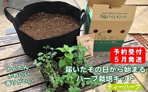 予約受付 ハーブ栽培セット 届いたその日から始められる ティーハーブ 埼玉県羽生市 ふるさと納税 ふるさとチョイス