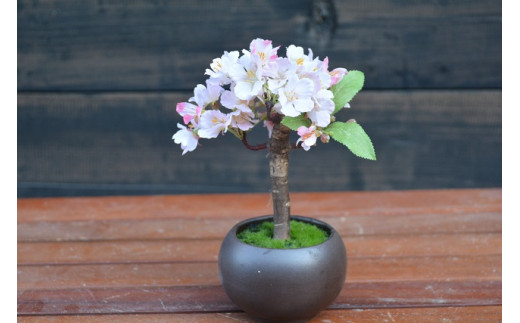 ミニ桜盆栽 高知県越知町 ふるさと納税 ふるさとチョイス