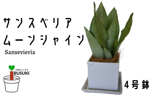 観葉植物 サンスベリア ムーンシャイン 4号鉢 Green Base 鹿児島県指宿市 ふるさと納税 ふるさとチョイス
