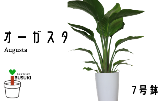 観葉植物 オーガスタ７号鉢 Green Farm M 鹿児島県指宿市 ふるさと納税 ふるさとチョイス