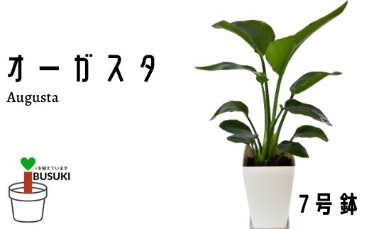 観葉植物】チャメドレア・テネラ6号プラ(トロピカルフルーツ&プランツ 