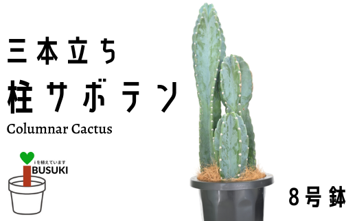 サンプル写真