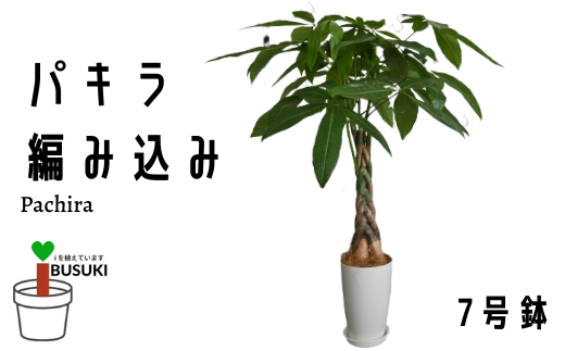 観葉植物 パキラ編み込み7号鉢 Green Farm M 鹿児島県指宿市 ふるさと納税 ふるさとチョイス