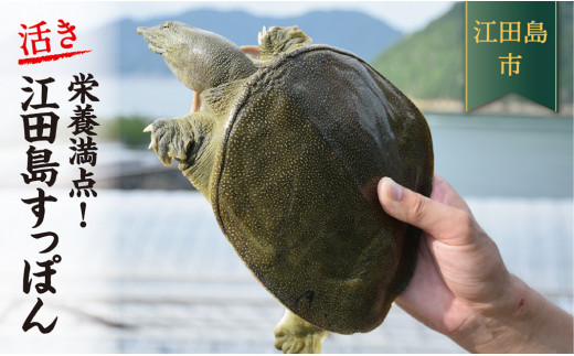 栄養満点 丸ごと1匹 江田島育ちのすっぽん 活き 広島県江田島市 ふるさと納税 ふるさとチョイス