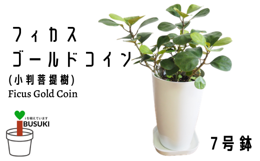 観葉植物 フィカス ゴールドコイン 小判菩提樹 ７号鉢 弓指園芸 鹿児島県指宿市 ふるさと納税 ふるさとチョイス