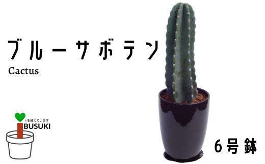 観葉植物 ブルーサボテン6号陶器鉢 Green Base 鹿児島県指宿市 ふるさと納税 ふるさとチョイス