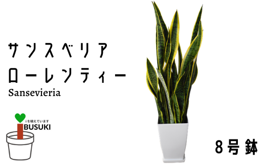 観葉植物 サンスベリア ローレンティー8号 Green Base 鹿児島県指宿市 ふるさと納税 ふるさとチョイス