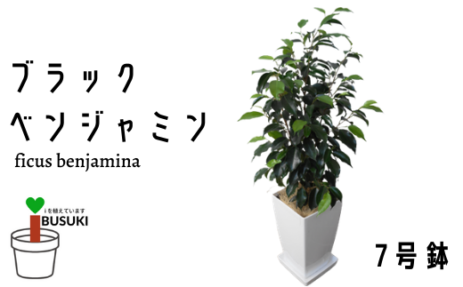 観葉植物】ブラックベンジャミン7号(Green Base/014-1470) 南国鹿児島県で育った 観葉植物！植物 鉢付 インテリア 室内 オフィス  おしゃれ プレゼント ギフト 開店祝い 移転祝い マイナスイオン【配送不可地域：北海道・沖縄県・離島】 - 鹿児島県指宿市｜ふるさと ...