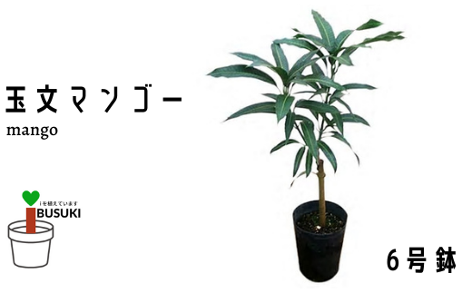 【観葉植物】玉文(ぎょくぶん)マンゴー苗木6号ポット 3～4年生苗木(前園植物園/025-1505)【配送不可地域：北海道・沖縄県・離島】