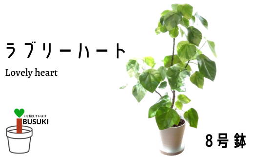 観葉植物 ラブリーハート8号 トロピカルフルーツ プランツ 鹿児島県指宿市 ふるさと納税 ふるさとチョイス