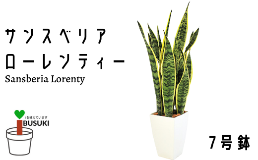 観葉植物 サンスベリア ローレンティー7号鉢 Green Base 鹿児島県指宿市 ふるさと納税 ふるさとチョイス