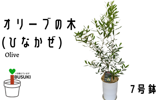 観葉植物 オリーブの木 ひなかぜ 7号鉢 Green Base 鹿児島県指宿市 ふるさと納税 ふるさとチョイス