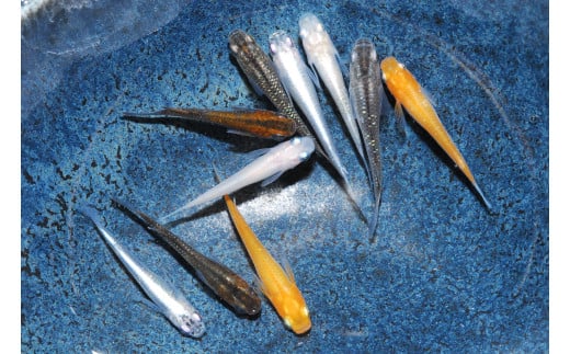 yʌє\sz_J ~bNX10CZbg[52210551]