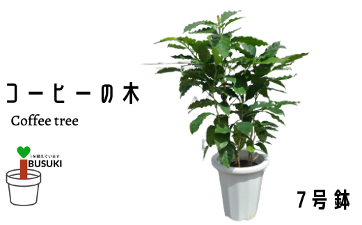 【観葉植物】コーヒーの木7号(Green Base/014-1400) 南国鹿児島県