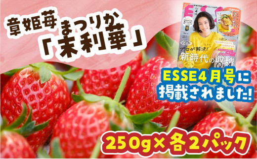 37 章姫苺 末利華 まつりか 鳥取県琴浦町 ふるさと納税 ふるさとチョイス