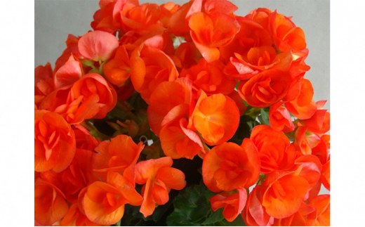 ベゴニア 種 生花の人気商品 通販 価格比較 価格 Com