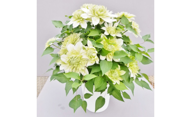 クレマチス 花園 ５寸 母の日ギフト向け ５月出荷 茨城県北茨城市 ふるさと納税 ふるさとチョイス