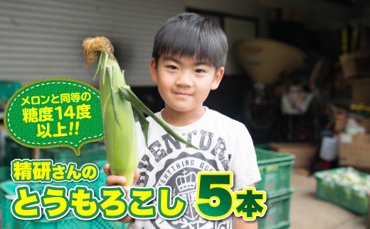 先行予約 2021年度【メロンと同等の糖度14度以上】精研さんのとうもろこし 5本