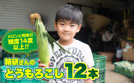 2021年度 先行予約【メロンと同等の糖度】精研さんのとうもろこし 12本セット