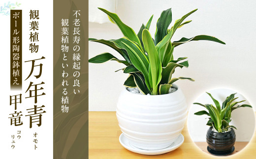 観葉植物 万年青 オモト 甲竜 ボール型 陶器 鉢植え 80pt 長崎県大村市 ふるさと納税 ふるさとチョイス