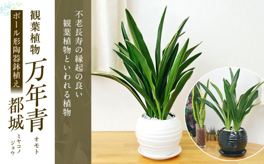 観葉植物 万年青 オモト 都城 ボール型 陶器 鉢植え 80pt 長崎県大村市 ふるさと納税 ふるさとチョイス