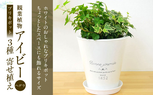 観葉植物 アイビー ヘデラ 3種 ブリキポット 寄せ植え 40pt 長崎県大村市 ふるさと納税 ふるさとチョイス