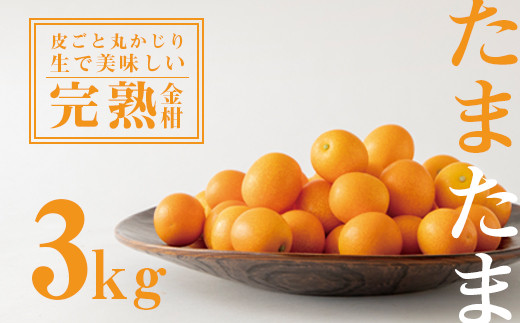 完熟きんかんたまたま3kg 21年発送 M056 003 宮崎県宮崎市 ふるさと納税 ふるさとチョイス