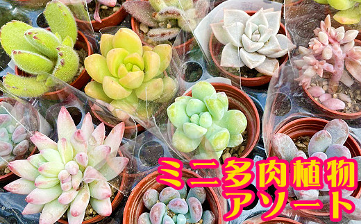 V 012 お好みアレンジができる ミニ多肉植物 8種アソート 土2l付き 岩手県雫石町 ふるさと納税 ふるさとチョイス