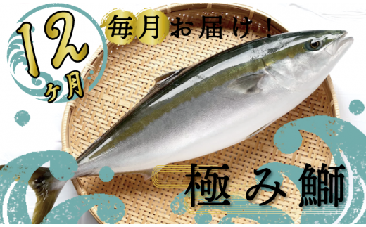 定期便 12ヶ月 12回 毎月 届く ぶり ブランド 極みブリ 鰤【下処理有】 海鮮 魚介 魚 さかな サカナ 刺身 刺し身 鰤しゃぶ KS18000  - 高知県須崎市｜ふるさとチョイス - ふるさと納税サイト