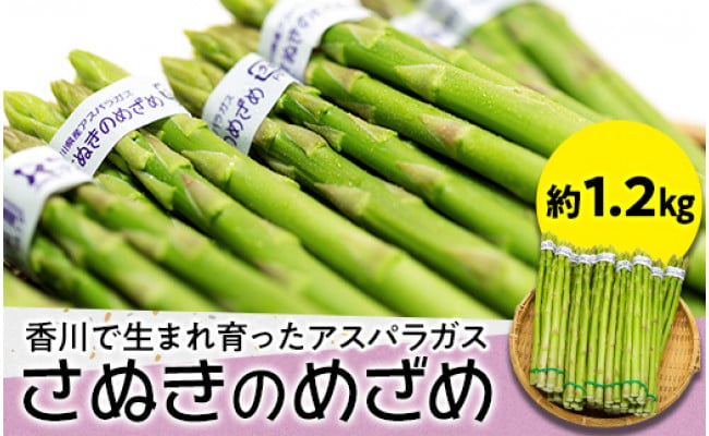 ふるさと納税 高松市 先行受付2023年 約700g 1〜2月発送 柔らかさと甘みが際立つ さぬきのめざめ春芽