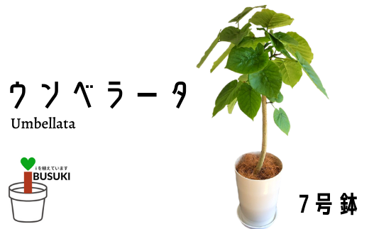 観葉植物 ウンベラータ7号 Green Base 鹿児島県指宿市 ふるさと納税 ふるさとチョイス