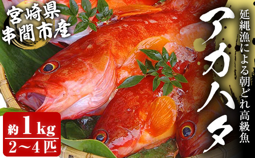 Ku014 先行予約受付中 21年7月中旬から発送開始 宮崎県串間産アカハタ 計約1kg 2 4匹 延縄漁による朝どれ高級魚を漁師直送 豊漁丸 宮崎県串間市 ふるさと納税 ふるさとチョイス