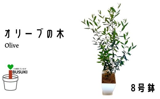 観葉植物 オリーブの木8号鉢 Green Base 鹿児島県指宿市 ふるさと納税 ふるさとチョイス